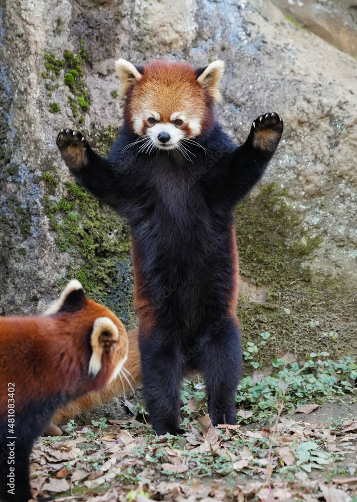 Standing red panda